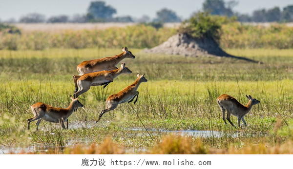 绿色稀树草原沼泽上奔跑的非洲鹿群